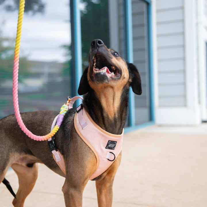 Pinot Adjustable Harness