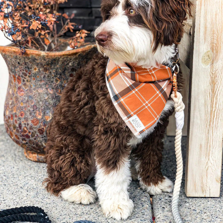 Rope Leash in Black Ombre