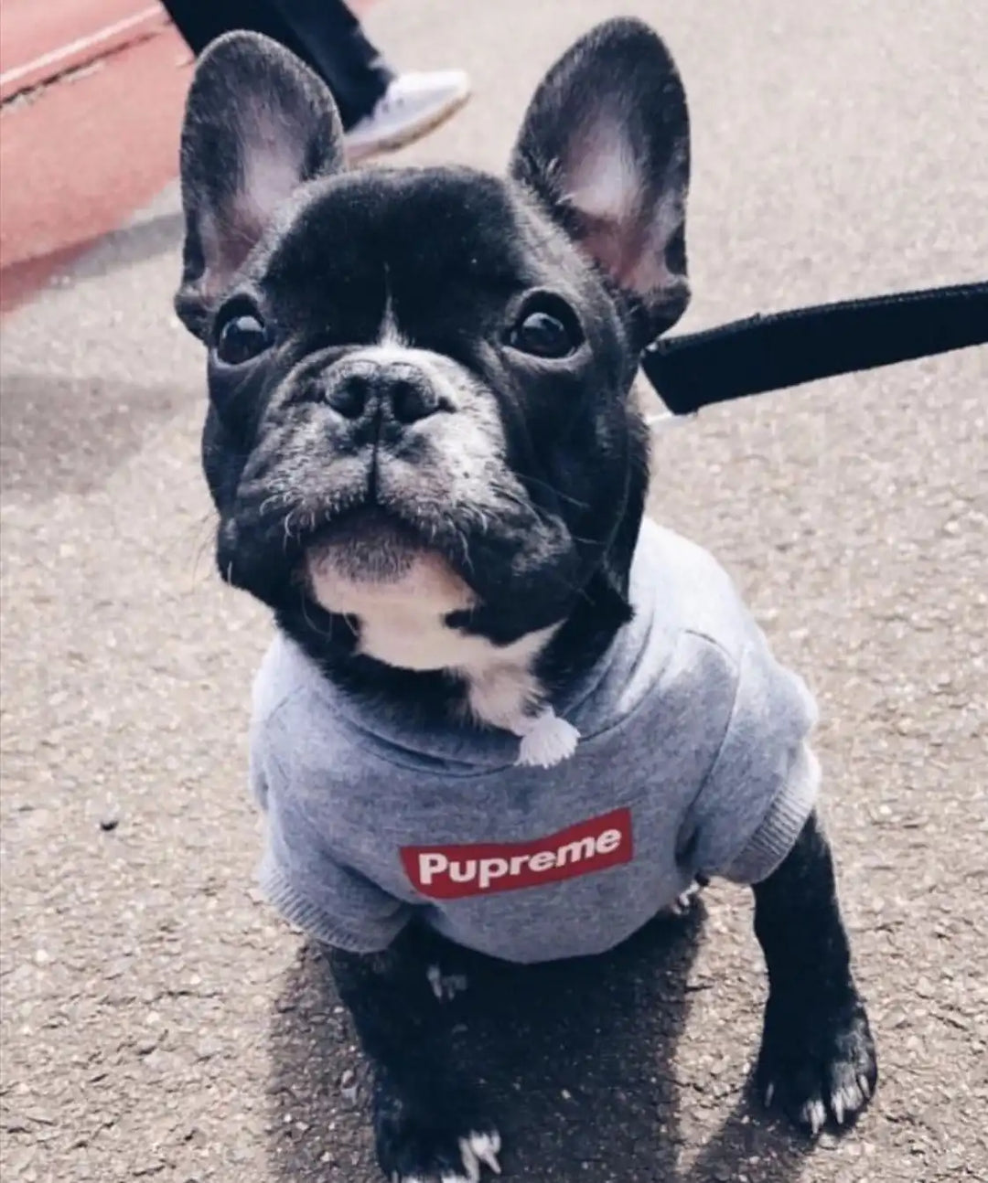 Pupreme Hoodie