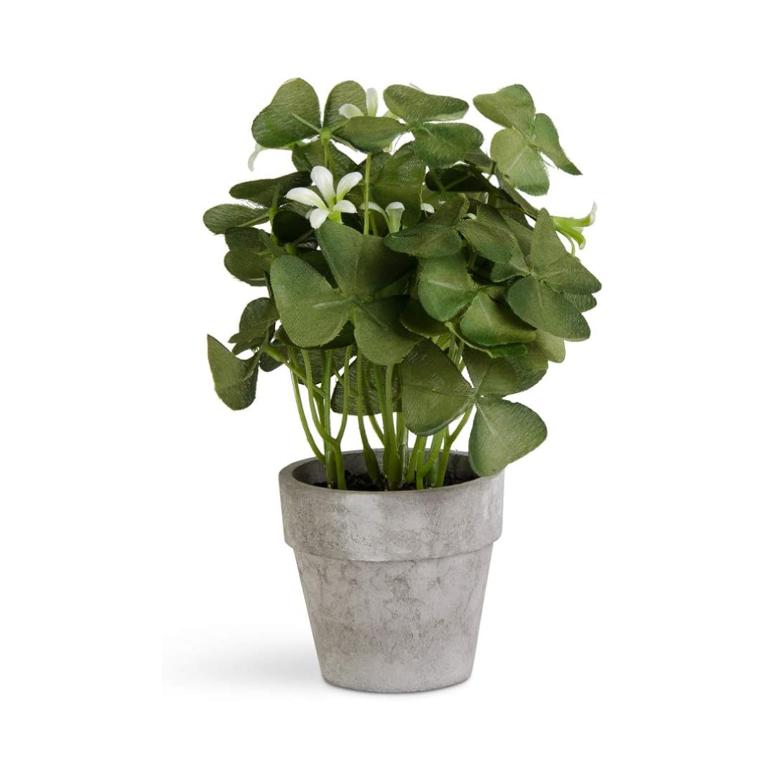 Potted Oxalis Plant - Madison's Niche 